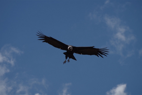 chile_condor.jpg